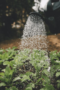 A Watering Can Is Being Used To Water Plants